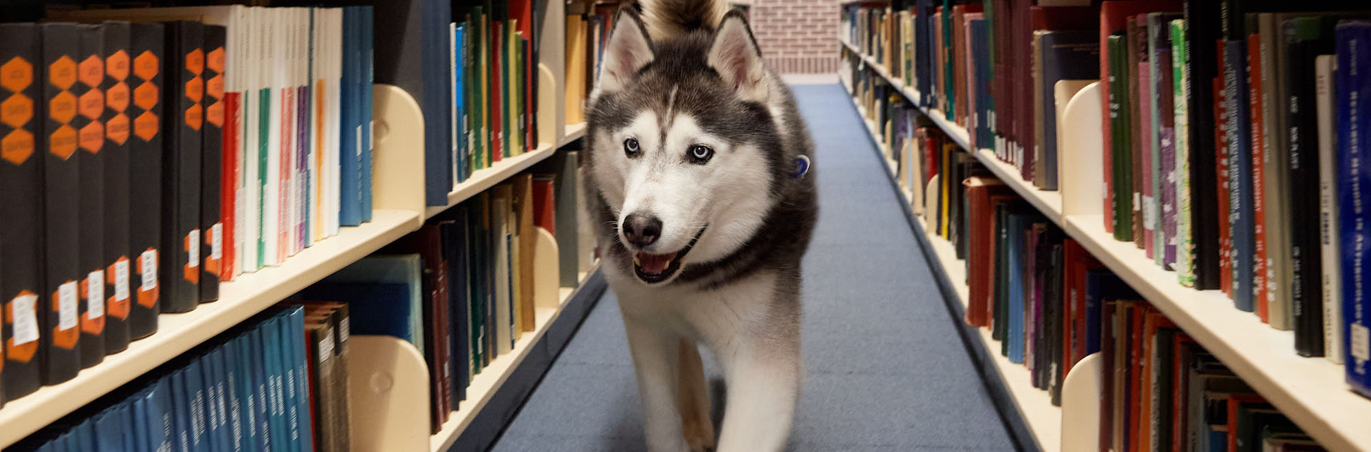 Jonathan the Husky in the library